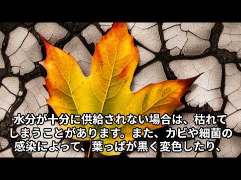 イロハモミジに最適な液体肥料は何ですか?