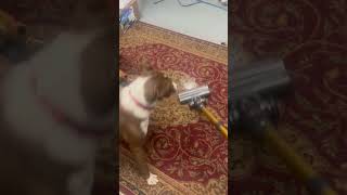 Video preview image #1 Mutt Puppy For Sale in NEWPORT NH, NH, USA