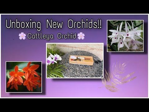 Unboxing New Orchids from EverGreen Orchids | Cattleya | Wishlist Orchid - 2022 #cattleya #orchids