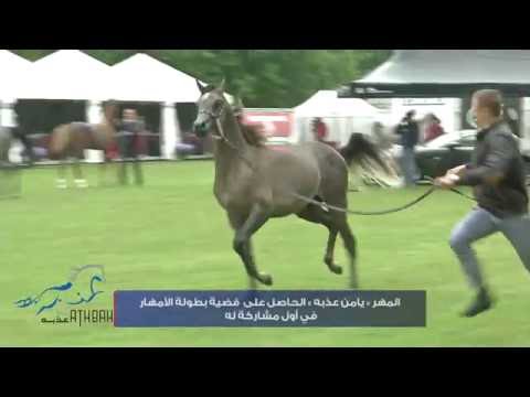 بطولة بروج لجمال الخيل العربية الأصيلة - 2016