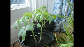 Timelapse of Indoor Tomato Plants