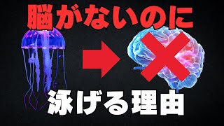 クラゲに脳はない。でもなんで泳げるの？