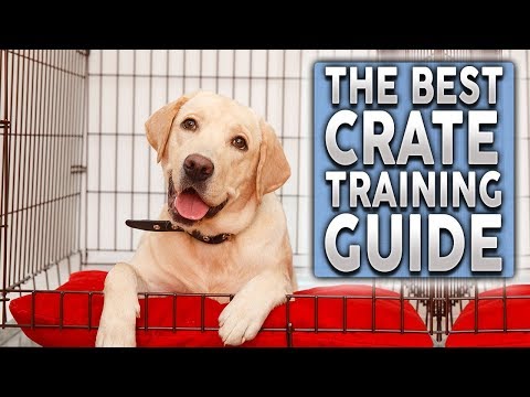The ULTIMATE Crate Training Guide For Your New Dog or Puppy!