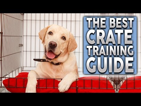 The ULTIMATE Crate Training Guide For Your New Dog or...