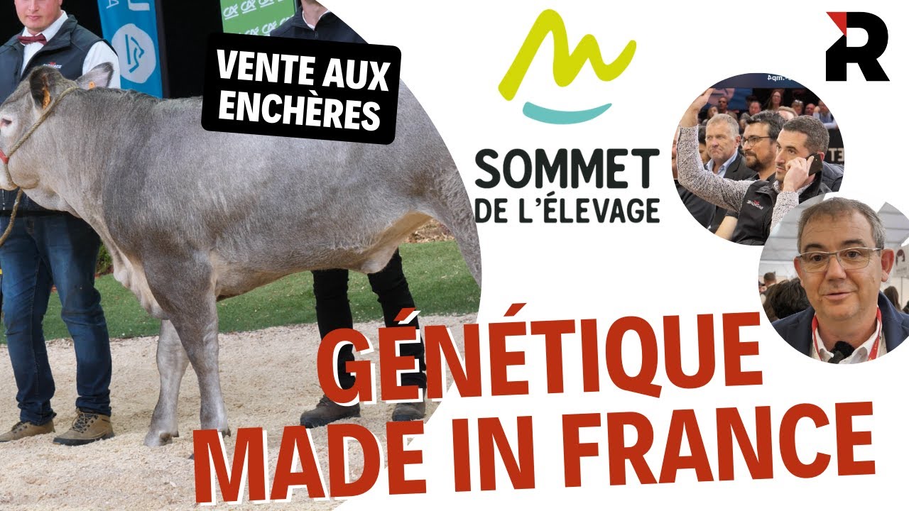 Génétique made in France : la vente aux enchères du Sommet de l'élevage