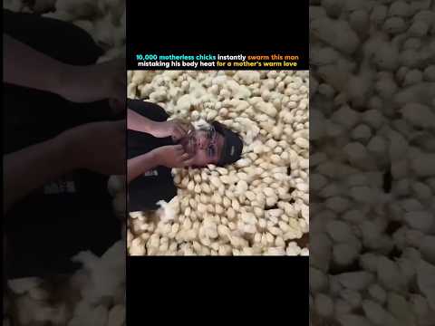 10,000 Chicks vs 1 Human Body Heat 😳