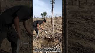 How Do You Water New Trees in Dry Sandy Land?