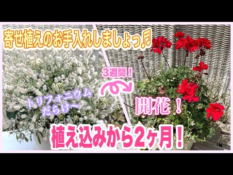 開花を促すためにゼラニウムに水をやるために水に何を入れたらよいでしょうか？