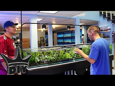 My local Aquarium fish store TOUR