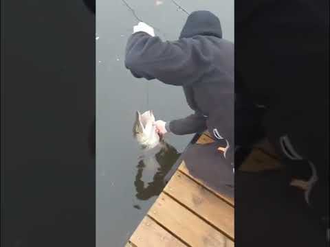 big pike! #fishing #pikefishing