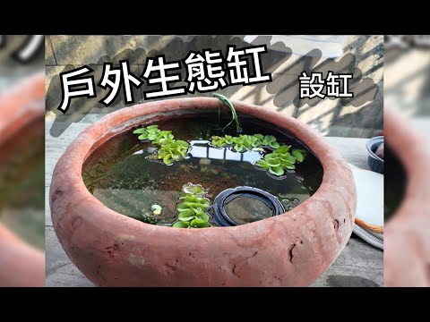 陽台生態缸