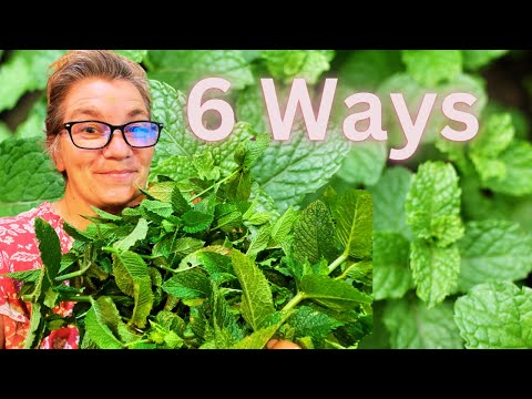 Easy Ways to Preserve Mint for Long or Short Term Storage