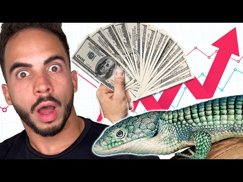 How to Build a Successful Reptile Business: 3 Key Tips