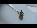 Kissing bugs spread deadly Chagas disease in U.S.
