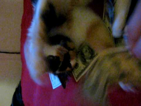 The Money Cat