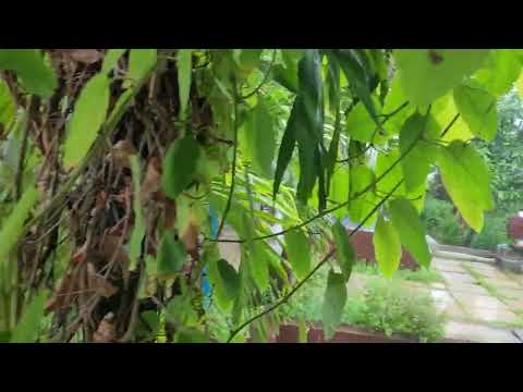 sreelatha with nature and life@sreelatha-shirish