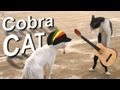 COBRA CAT - PAROLE DE CHAT