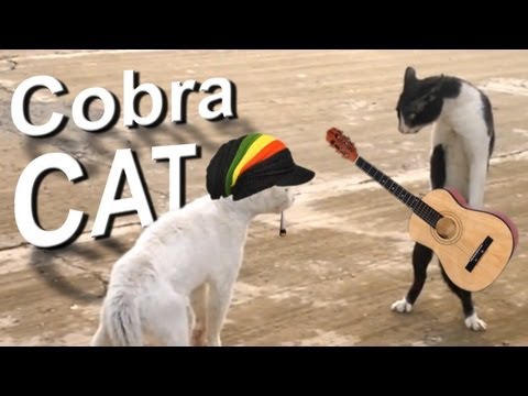 COBRA CAT - PAROLE DE CHAT