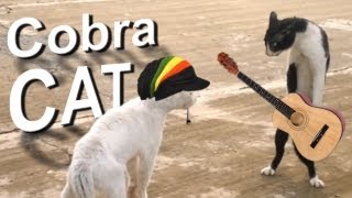 018 COBRA CAT