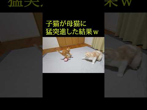 子猫が母猫に猛突進した結果...笑#shorts