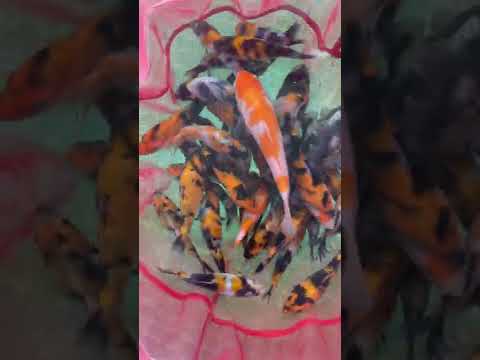 Koi breeding 2022. 3,5 months old