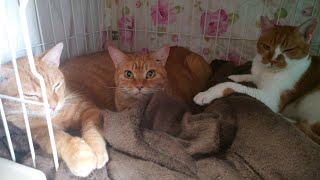 うちの仲良しトリオの猫達を見ながら最近の話【猫動画】【借金残74.5万】