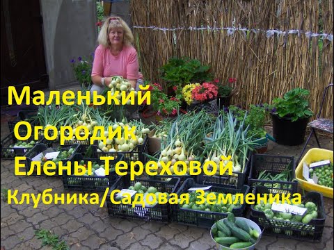 Маленький Огородик Елены Тереховой - Клубника 18.06.2011