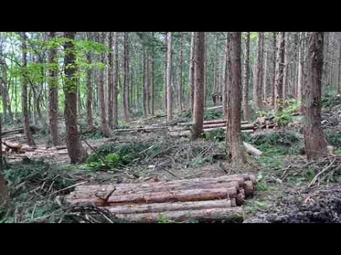 鳥たちはこうして植林を手伝っている
