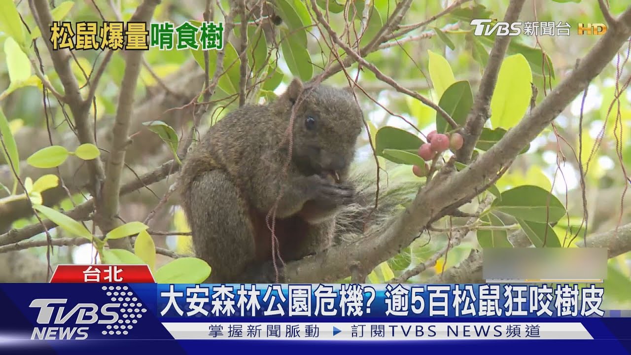 大安森林公園危機? 逾5百松鼠狂咬樹皮