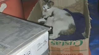 可愛いすぎる子猫 Part 3 || 芸能界ニュース