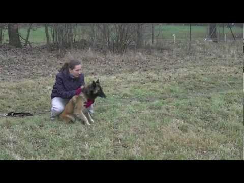 Coursing trénink 17.11.2012 -  Jefy.