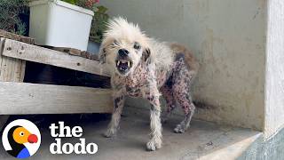 Rescuers Keep Coming Back For This Very Spicy Senior Dog | The Dodo