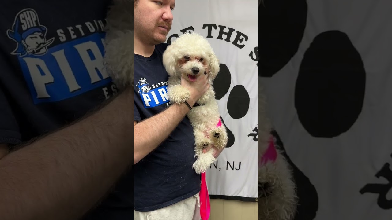 Enlarge MEET SNOWFLAKE- VERY YOUNG FEMALE HYPOALLERGENIC POODLE, an adopted Poodle in Clifton, NJ video 6/6