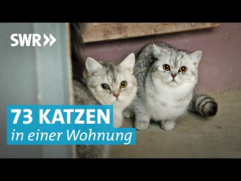 Tierheim rettet verwahrloste Katzen aus Horrorwohnung