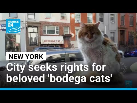 'Part of the city': New York seeks rights for beloved 'bodega cats'