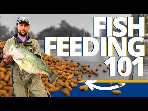 Everything To Know About Feeding Fish In Your Pond - Pond & Lake Management Tutorial