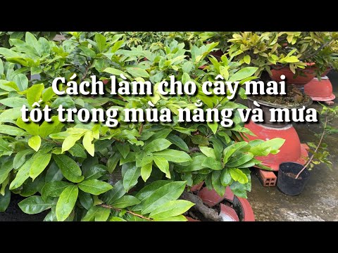 Cách đơn giản giúp cây mai phát triển tốt trong mùa nắng và mùa mưa