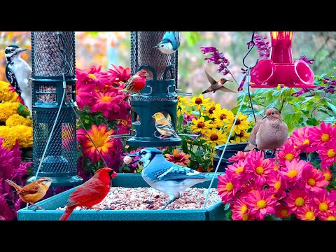 🔴LIVE Cottage Garden Bird Feeder: Cardinals, Juncos, Snow Birds, Chipmunks, Cozy Autumn Colors