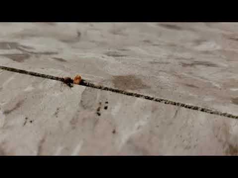 Ants Helping Themselves to Kitchen Leftovers in Eatontown, NJ