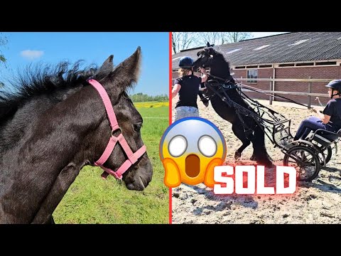 Sold!😔 | Belle has too long legs to eat grass🙃 | Daisy goes wild😱 | Friesian Horses