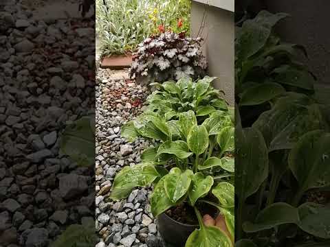 ペチュニアを屋外に植える時期