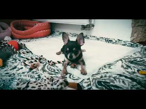 Perros Chihuahua en venta