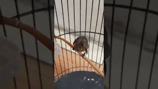 Download lagu Konin Betina Manggil Jantan Bikin Kolibri lain Nyaut mp3 Download lagu Konin Betina Manggil Jantan Bikin Kolibri lain Nyaut mp3