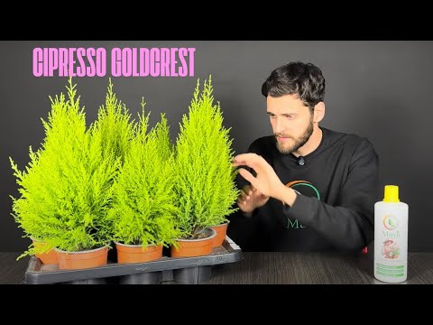 LEMON CYPRESS: Here's how to grow the Goldcrest cypress!