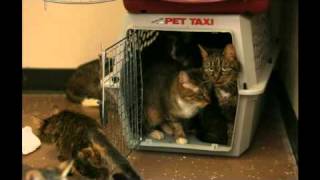 preview picture of video 'Arrested with 25 cats in van'