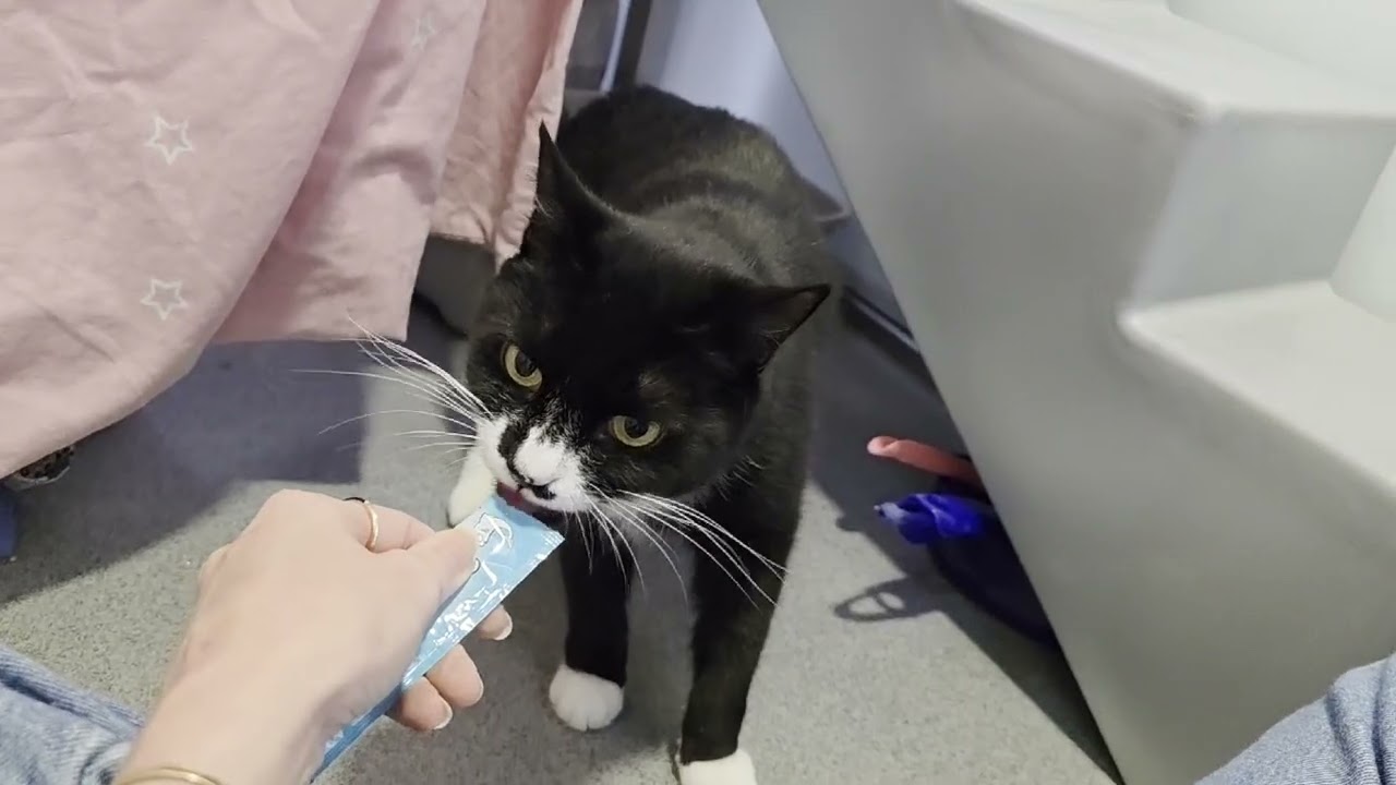 Sir Loves-a-Lot