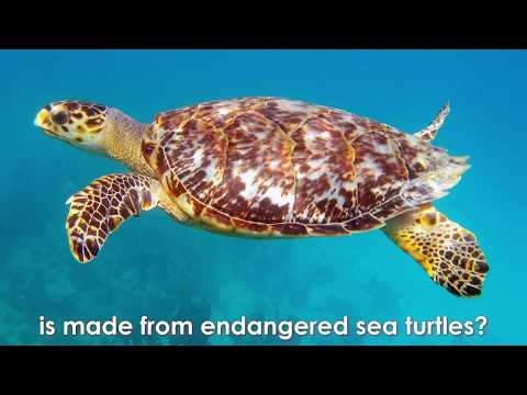 End Demand For the Tortoiseshell Trade