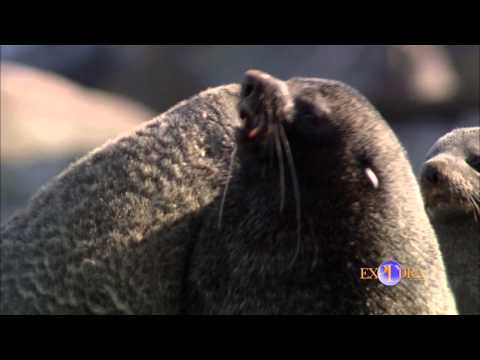 Fur Seals From the Scotia Sea