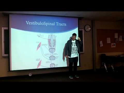 Vestibular System Therapies and Assessment