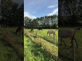 Pferdekoppel Und Pferde Mit Schwarzer Stute Und Falbe Fohlen Im Abendlicht Pferde Shorts Life